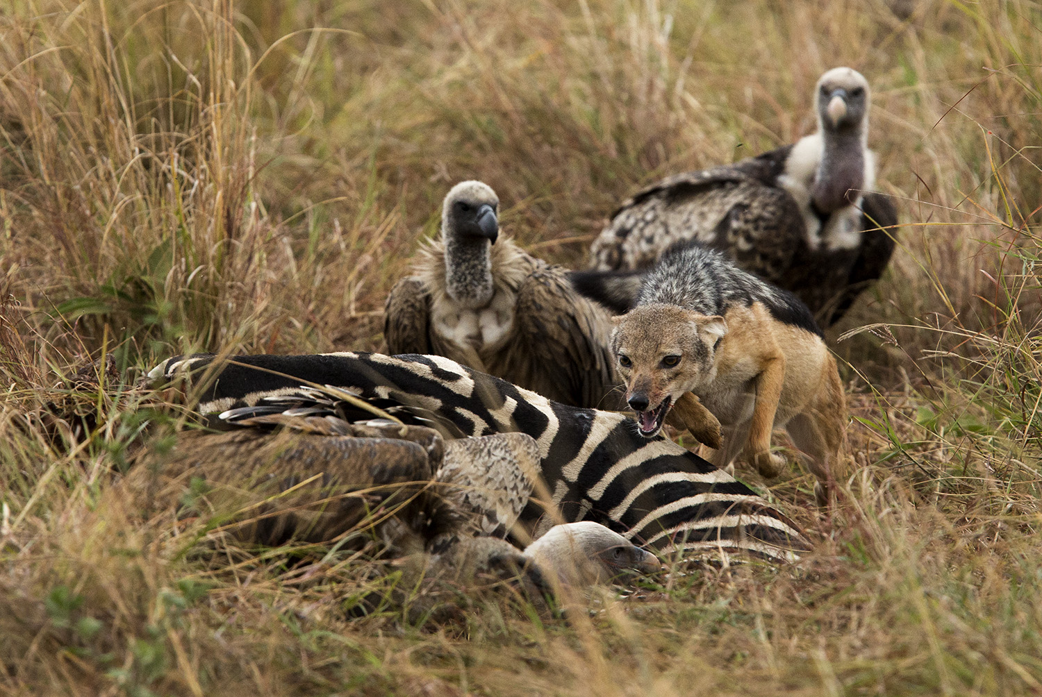 Jackal versus vulture over a zebra carcass