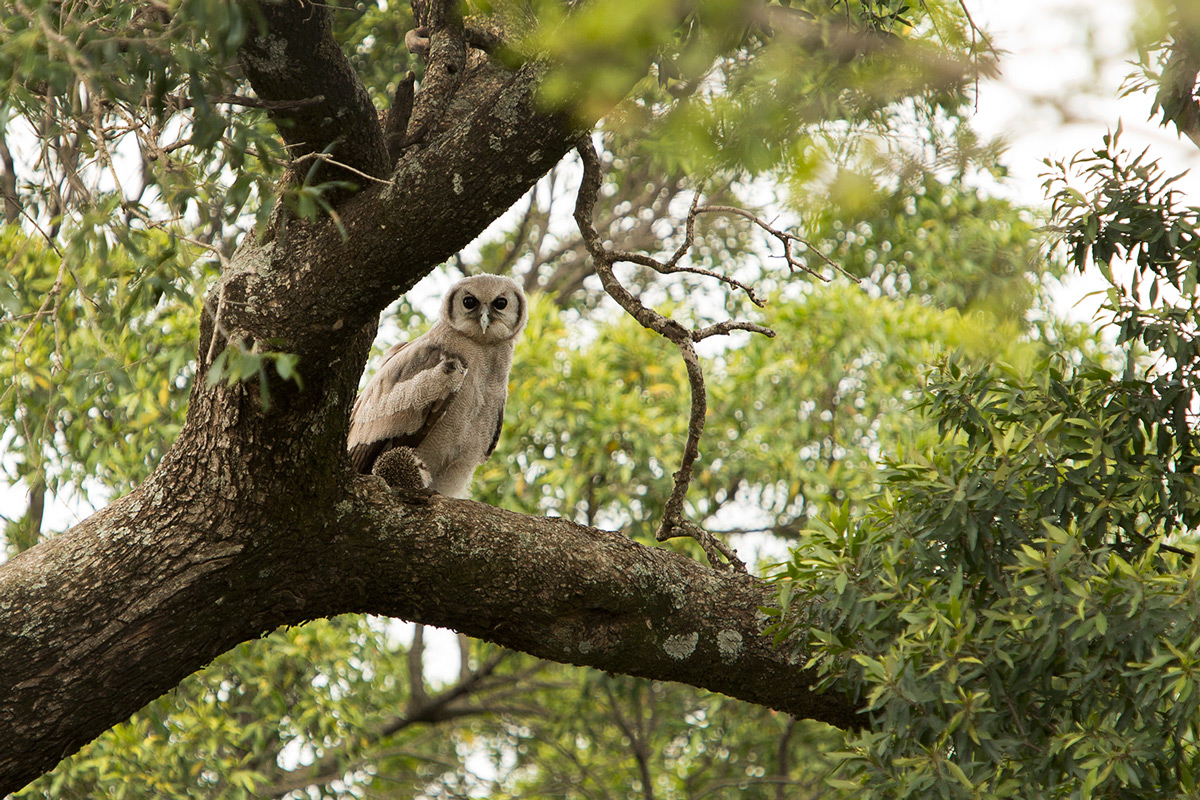 Verraux-Eagle-Owl-and-Hedgehog