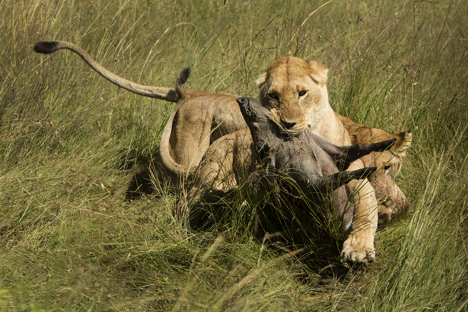 Lioness and warthog fight