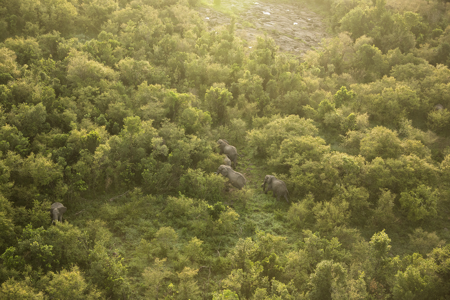 Helicopter elephants in forest