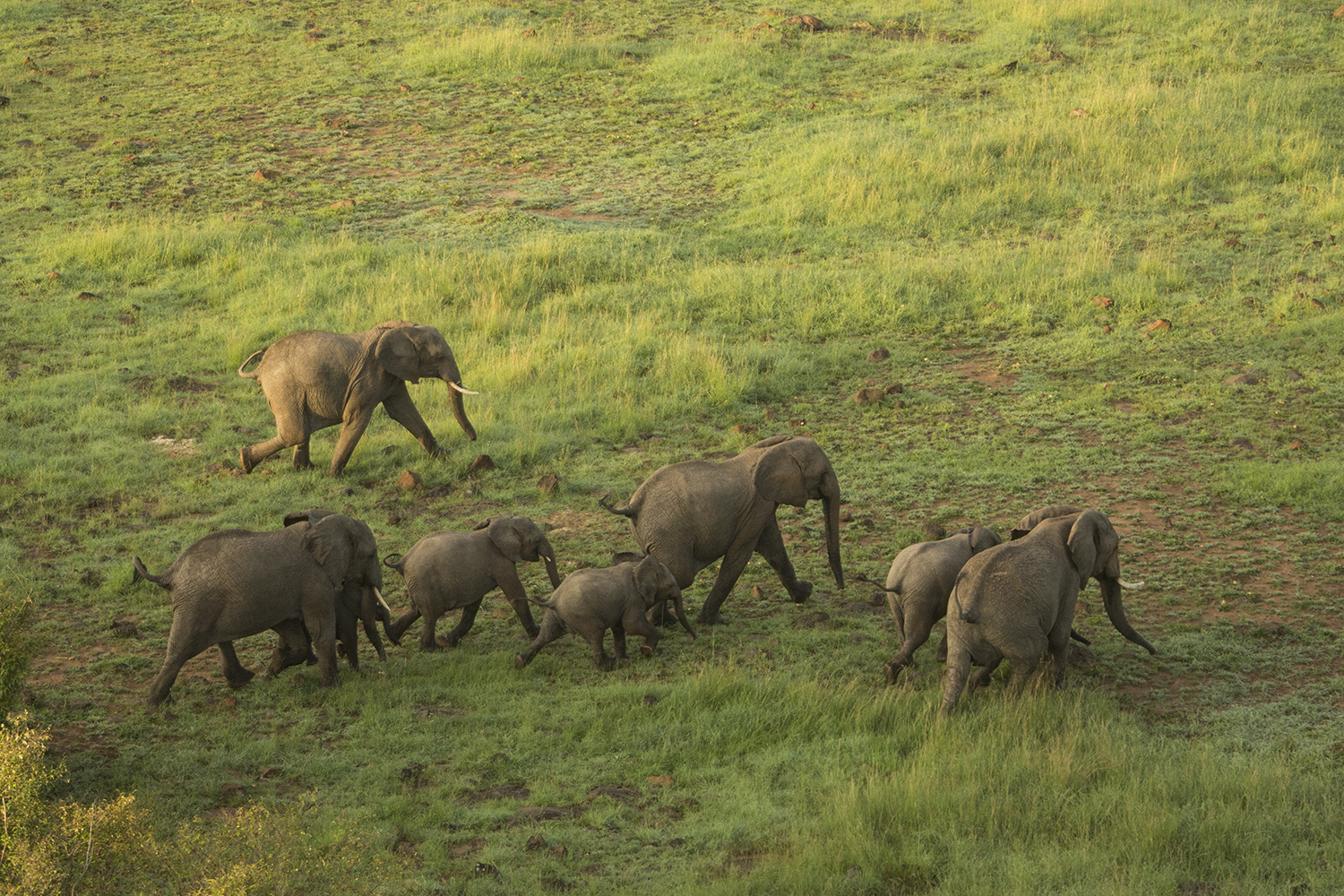 Helicopter elephants running