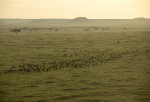 A helicopter view of a topi herd