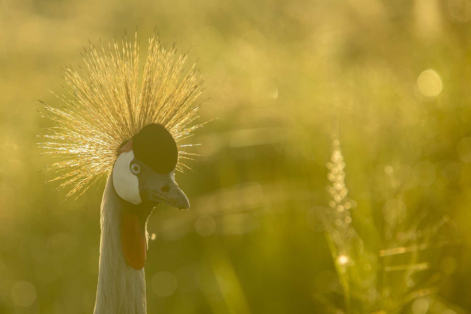 Crane backlight