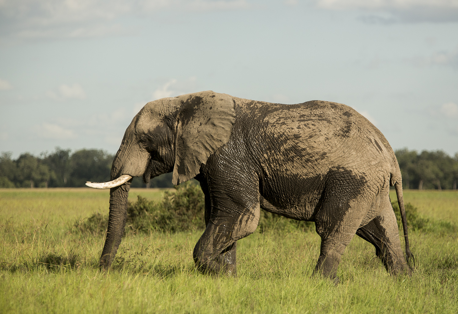 Elephant walk