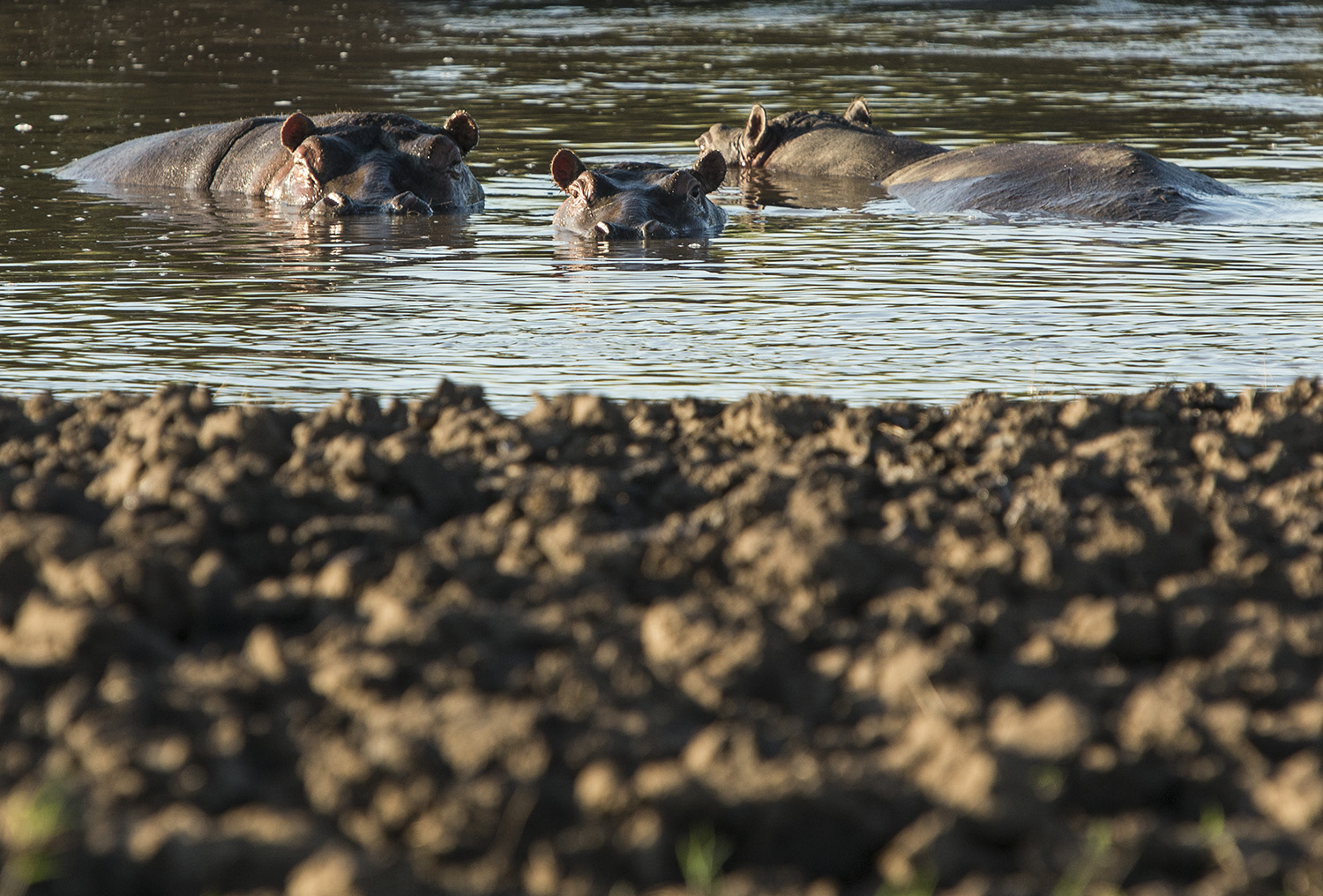 Hippos