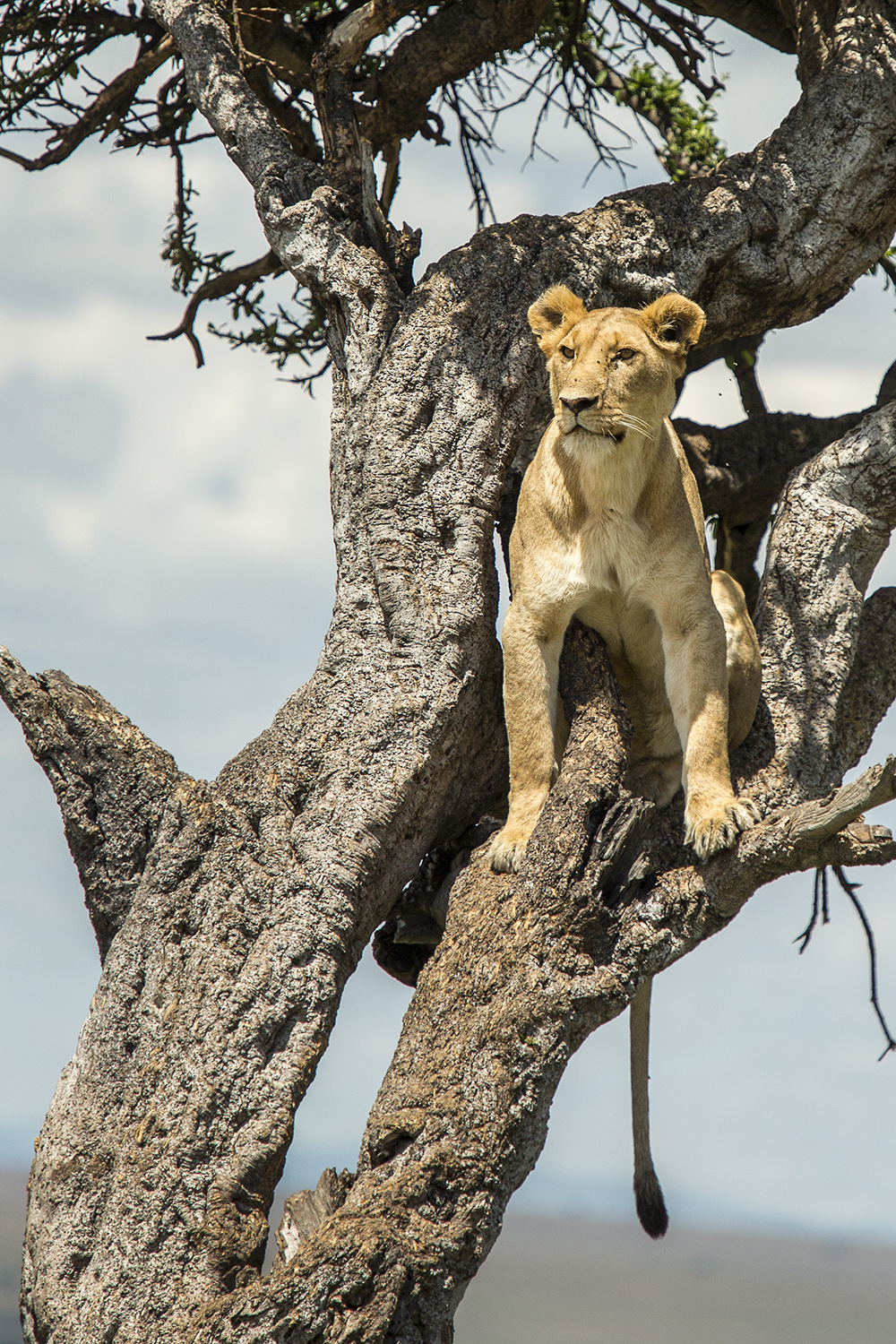 Lioness in tree starring