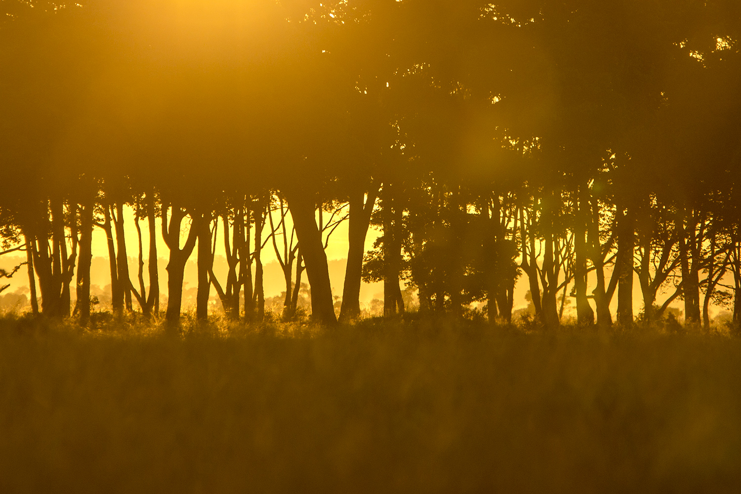 Suunrise and trees