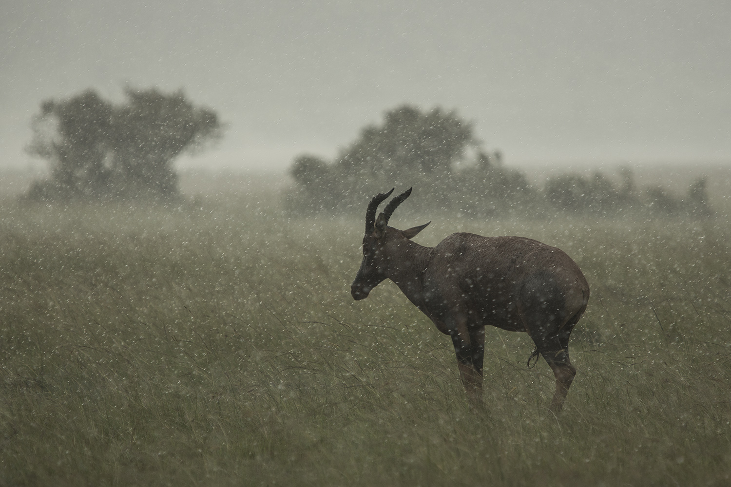 Topi and rain