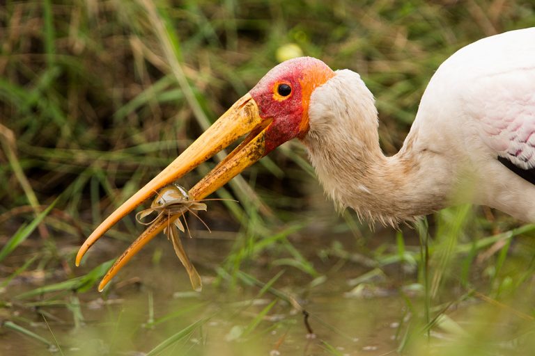 Yellow-billed-stork-and-fish-front