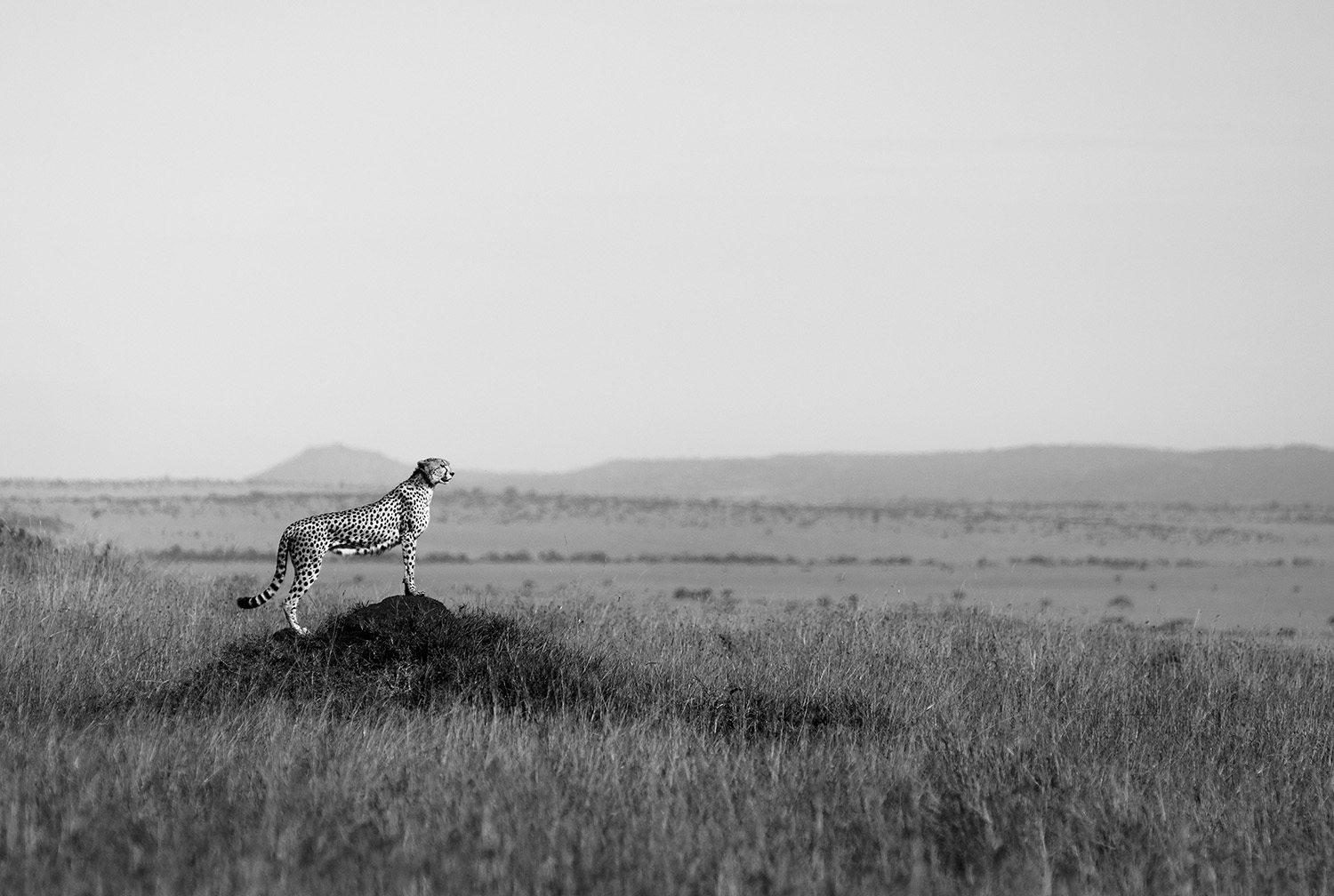 Cheetah bw