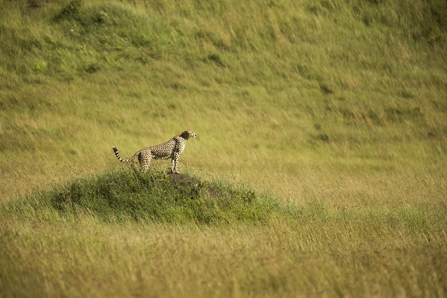 Cheetah on the hunt