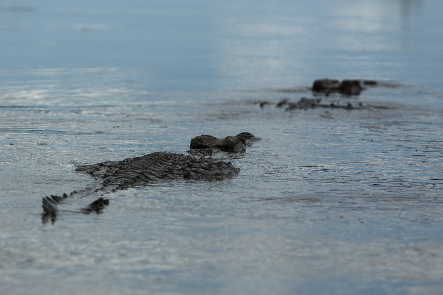 Croc swimming