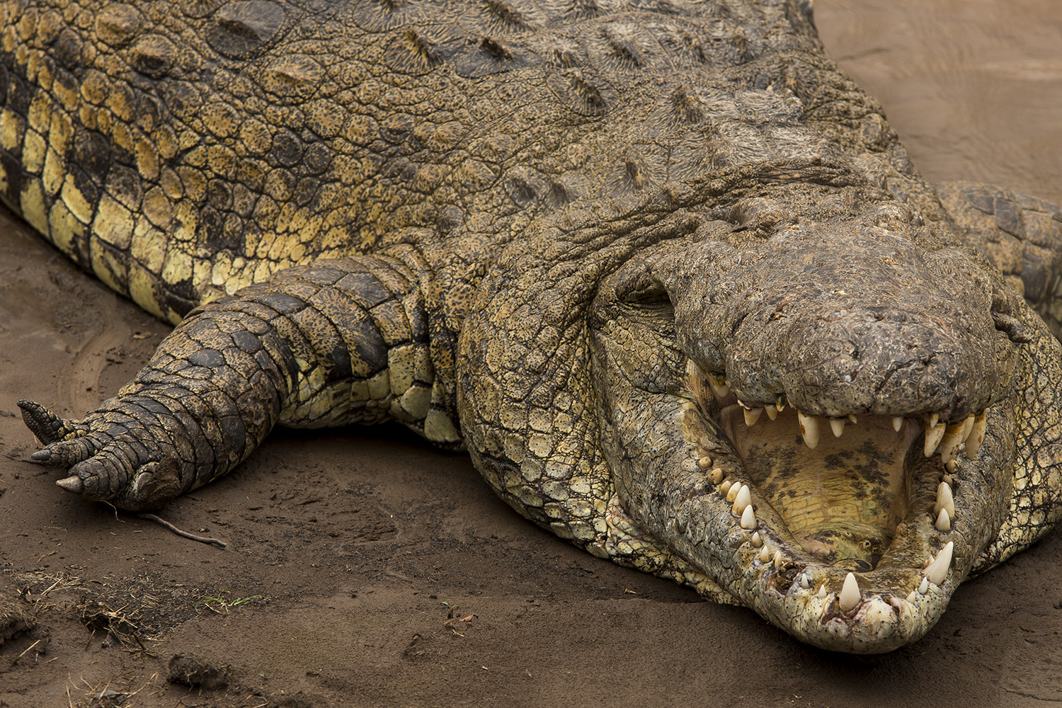 Crocodile teeth at the great migration