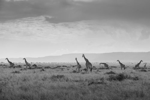 A journey of giraffe photographed by Adam Bannister