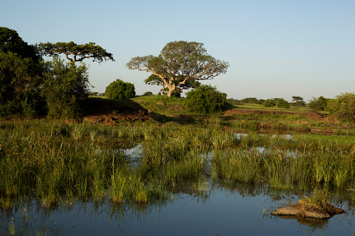 Askari-walk-wetland