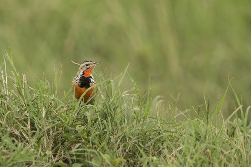 Rosy breasted longclaw