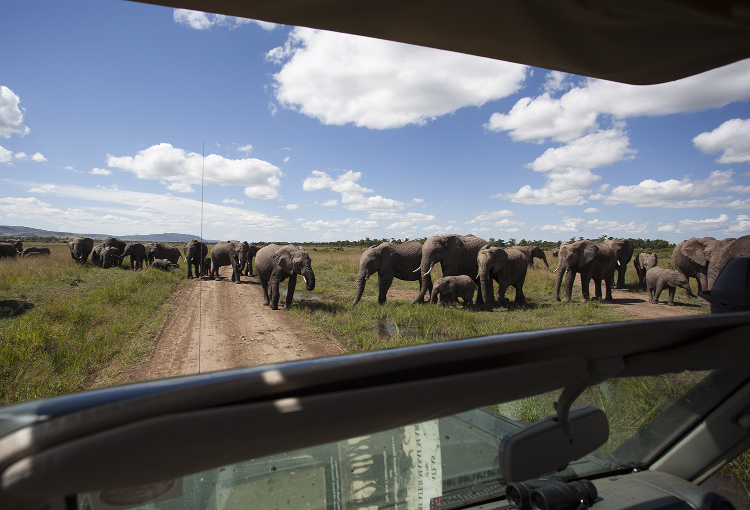 Elephants from car
