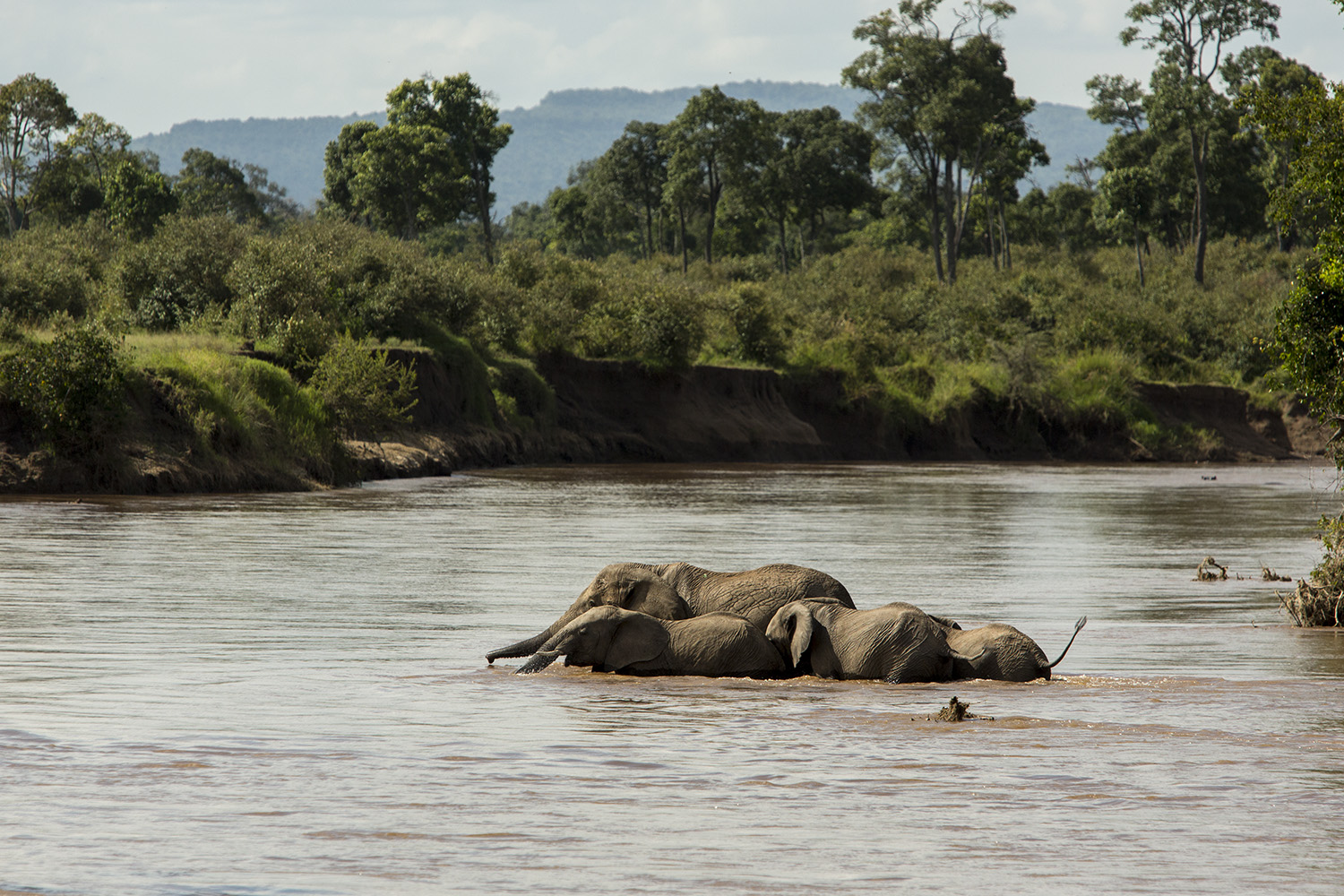 Elephants swimming