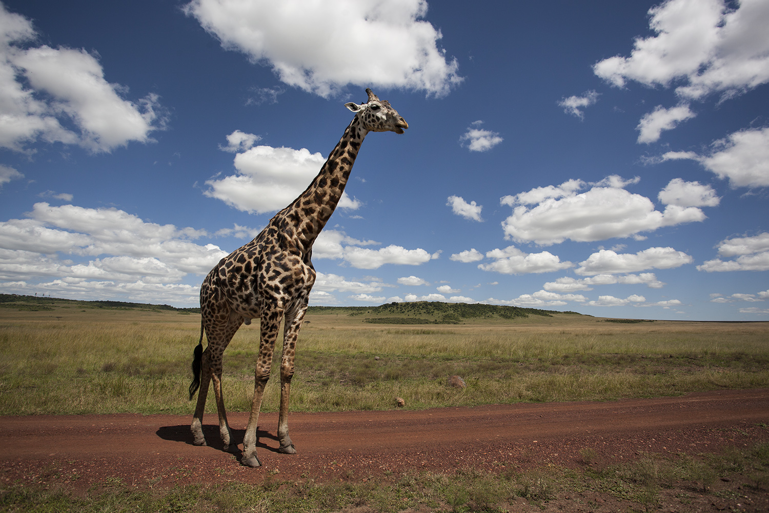 Giraffe and sky