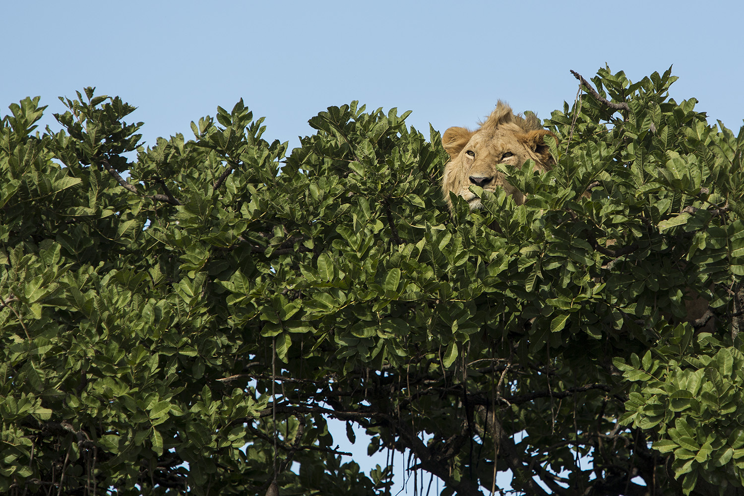 Lion male in tree close