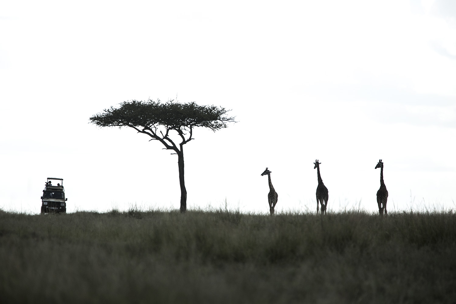 giraffe and jeep