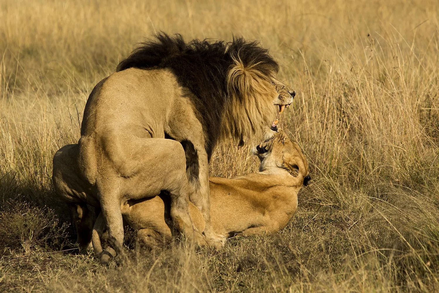 Scar mating