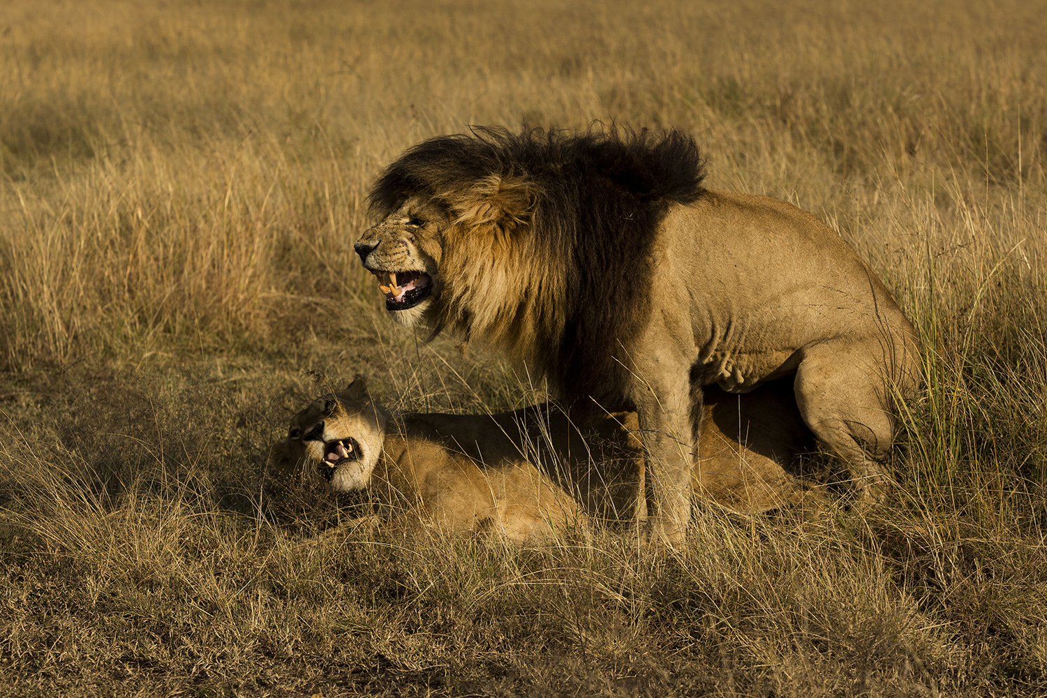 Scar mating with paradise pride