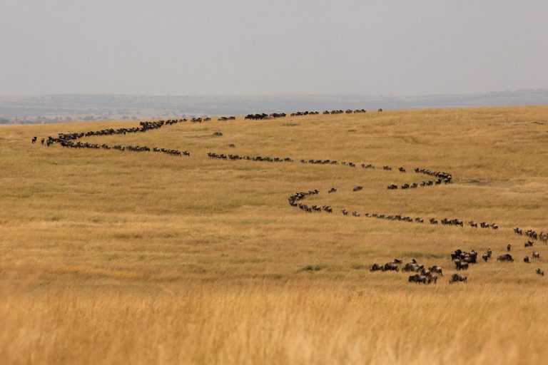 Wildebeest-curve Maasai Mara