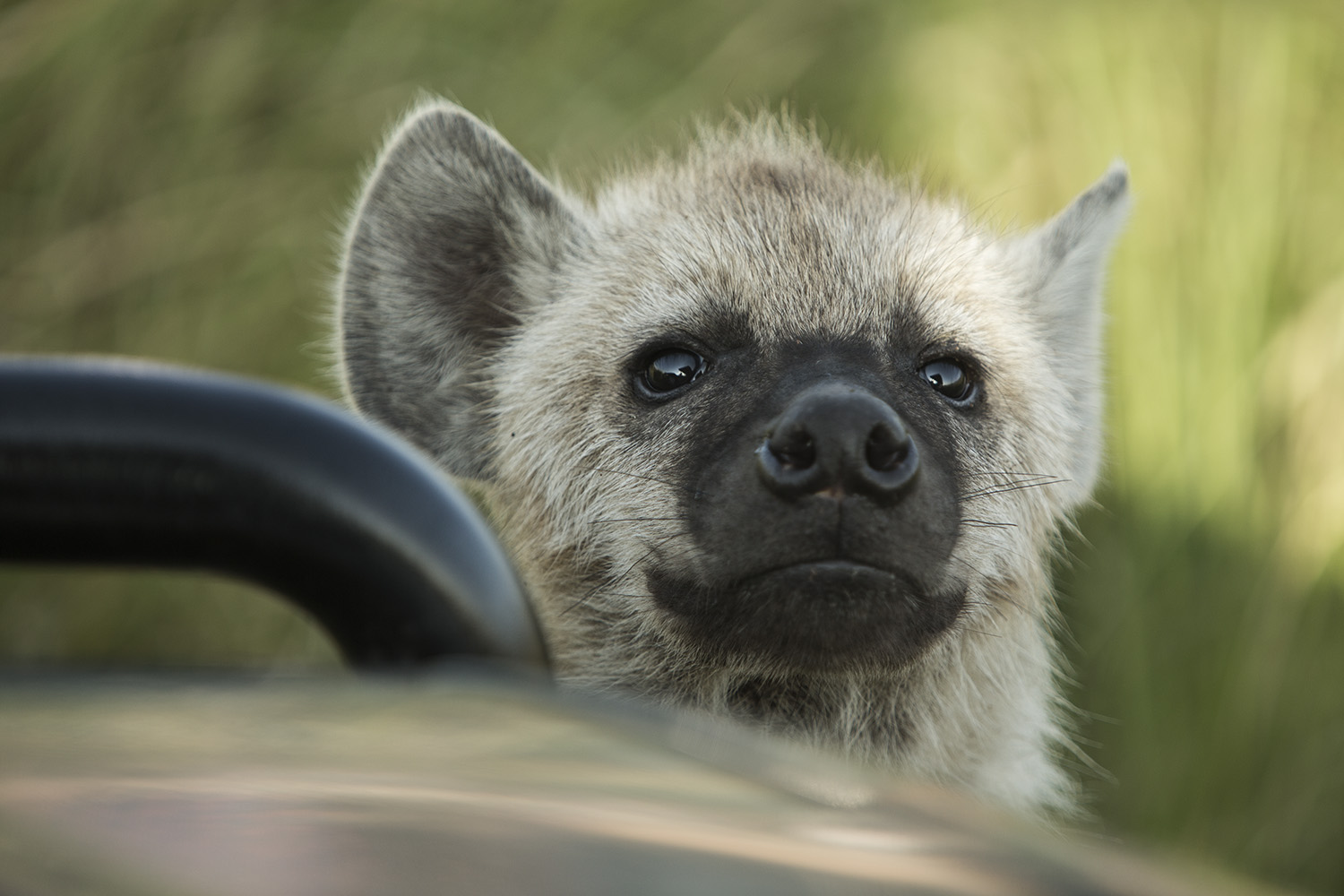 Hyena baby and car