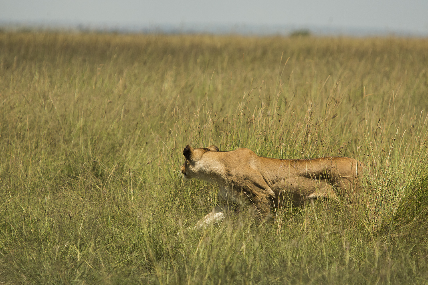 Lioness stalking