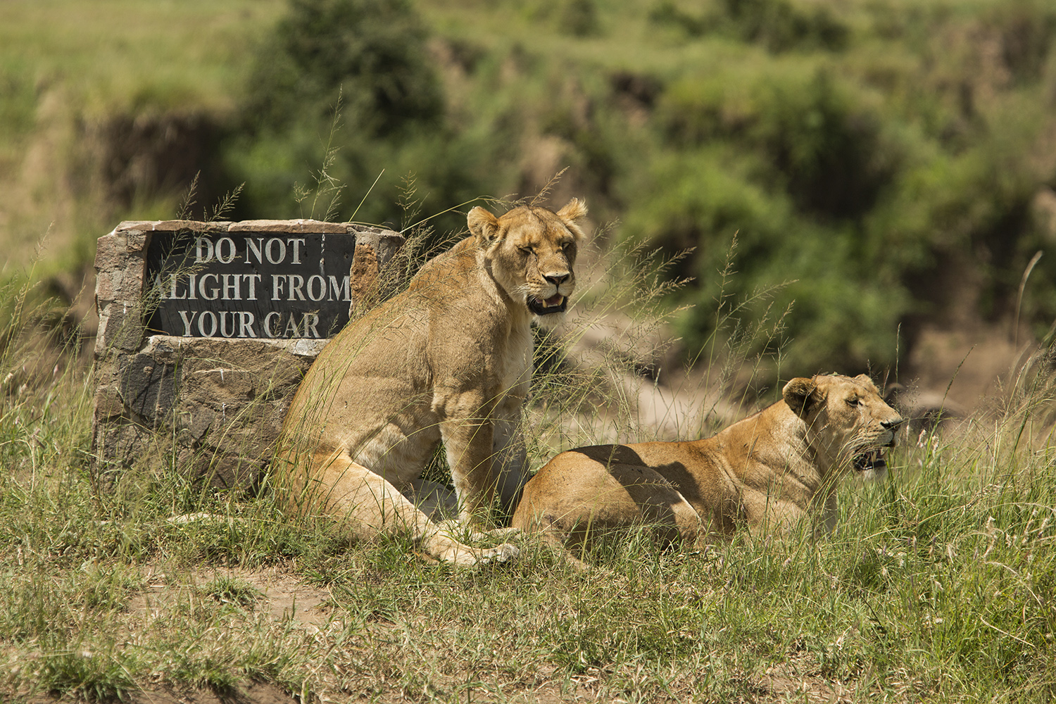 lioness in waiting