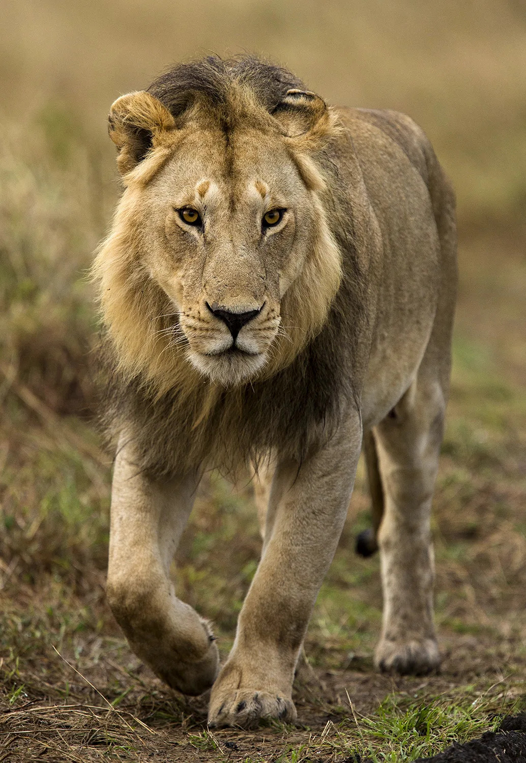 Nomadic male walking