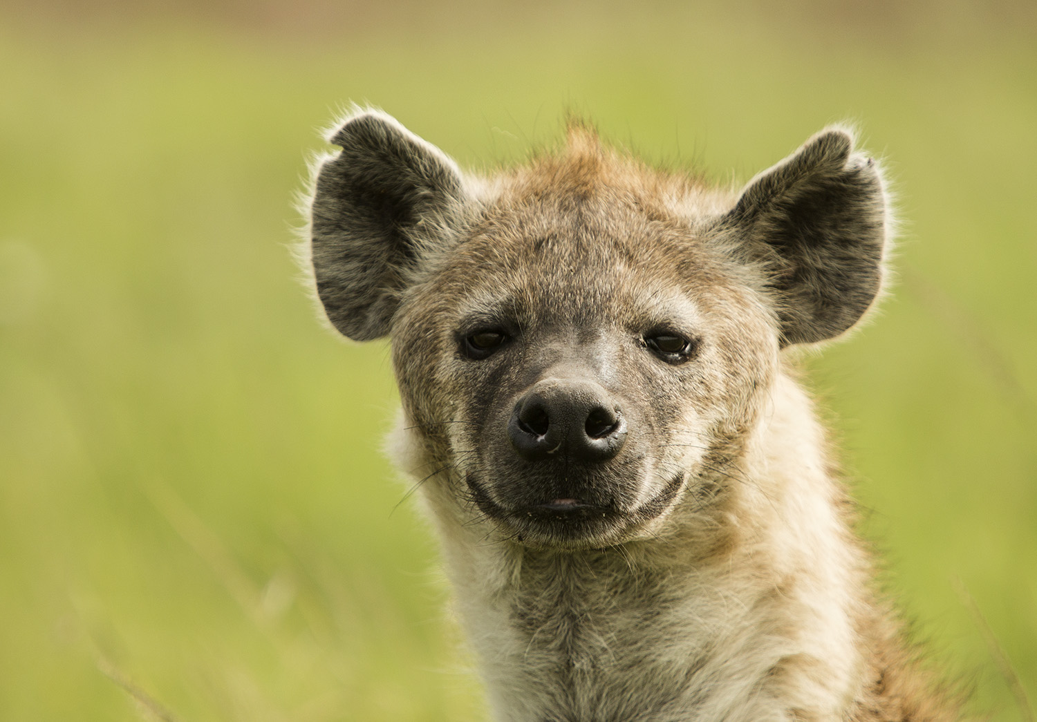 Hyena face