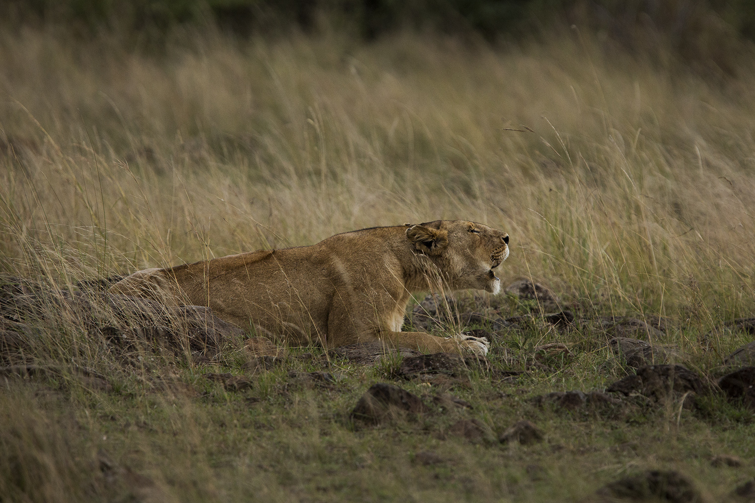 Lioness roar