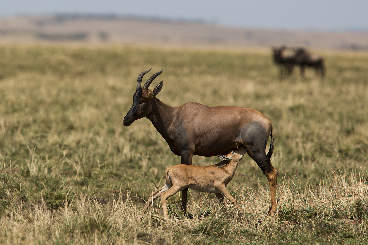 Topi and calf