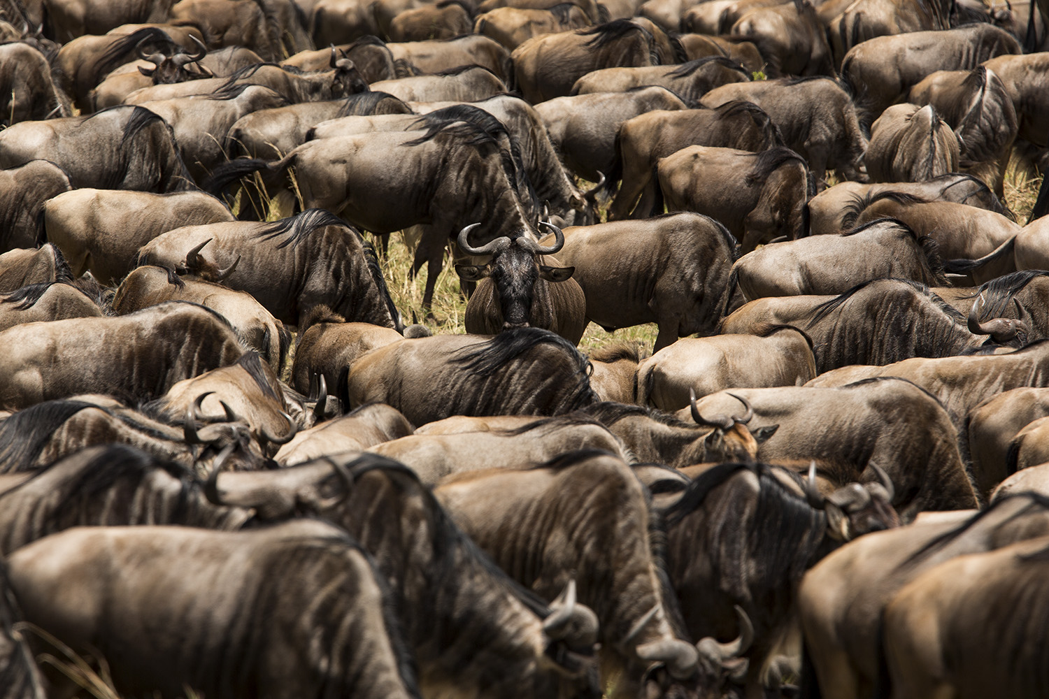 Wildebeest