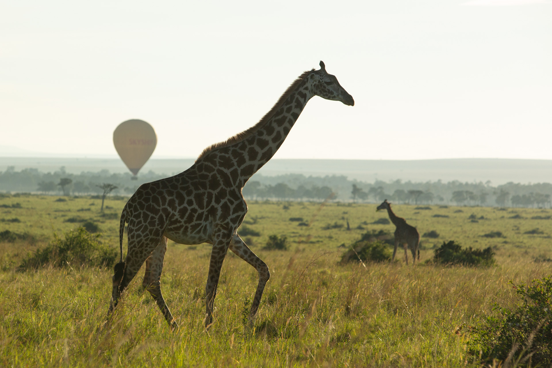 Giraffe and balloon