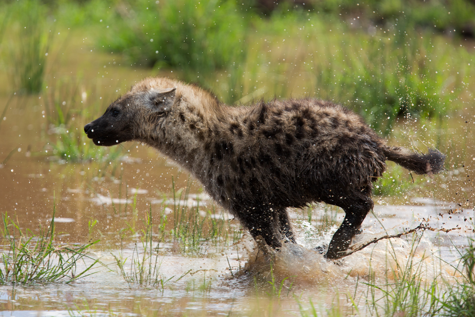 Hyena Running