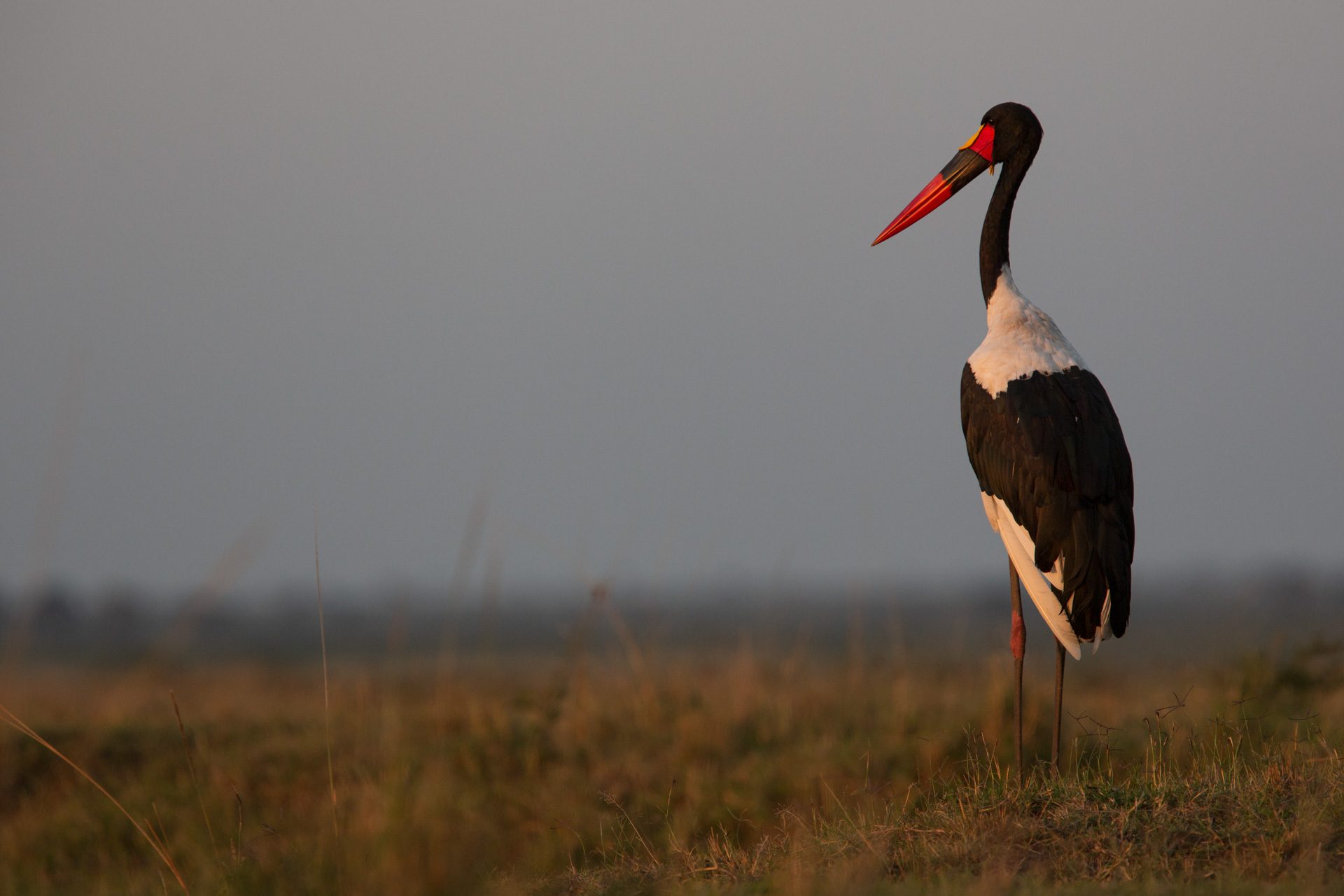 Billed Stork