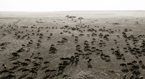 Like ants across the short grasslands