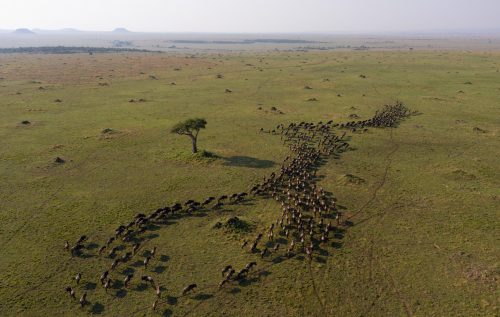  A small column of wildebeest on the march
