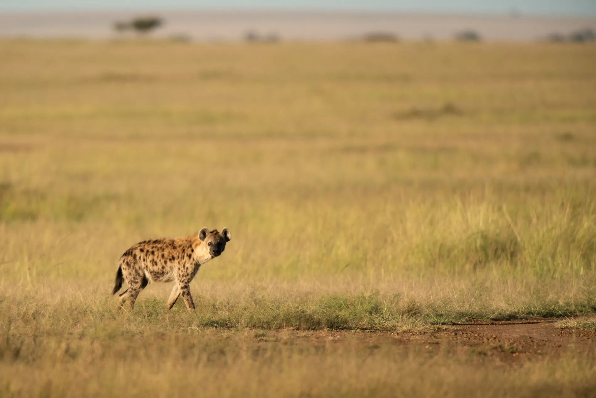 Hyena Walking