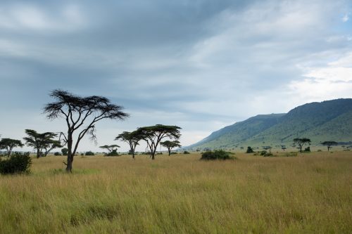 One of the beautiful locations for Angama Safari Camp, in the heart of the Mara Triangle