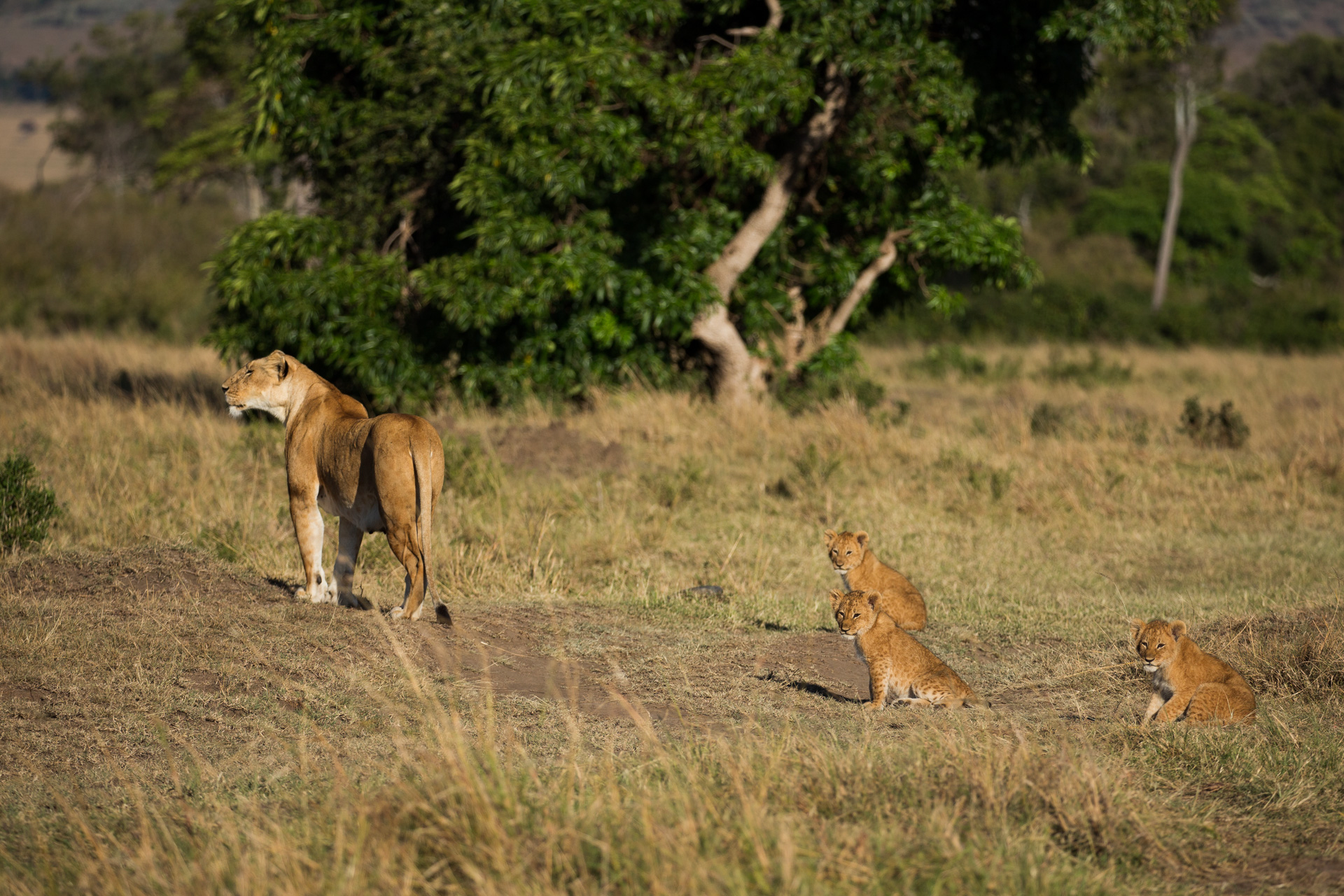 Lion and lion cubs