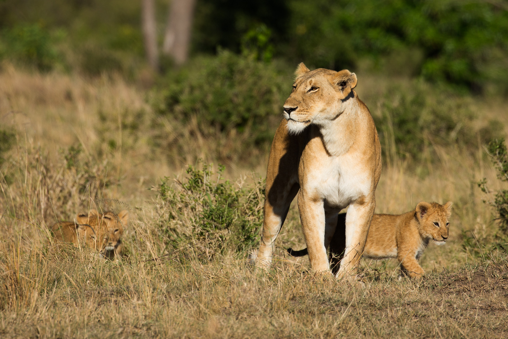 lioness