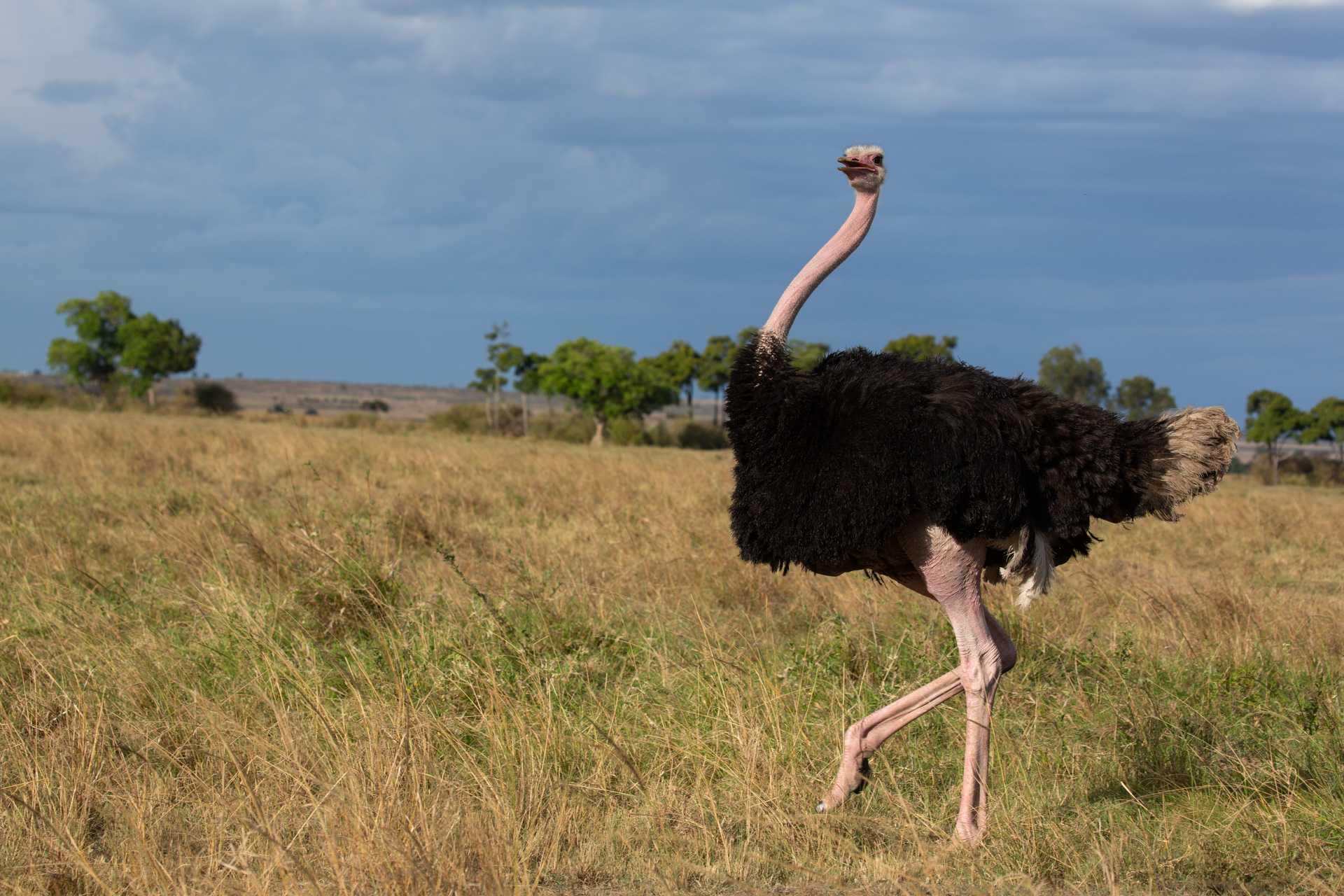 Ostrich