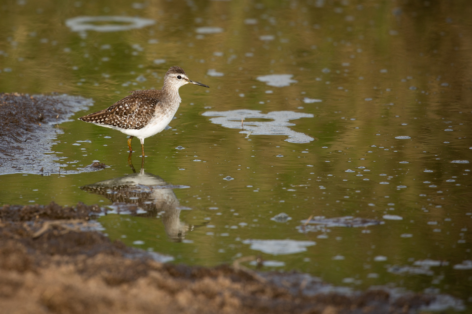 Wood sandpiper 