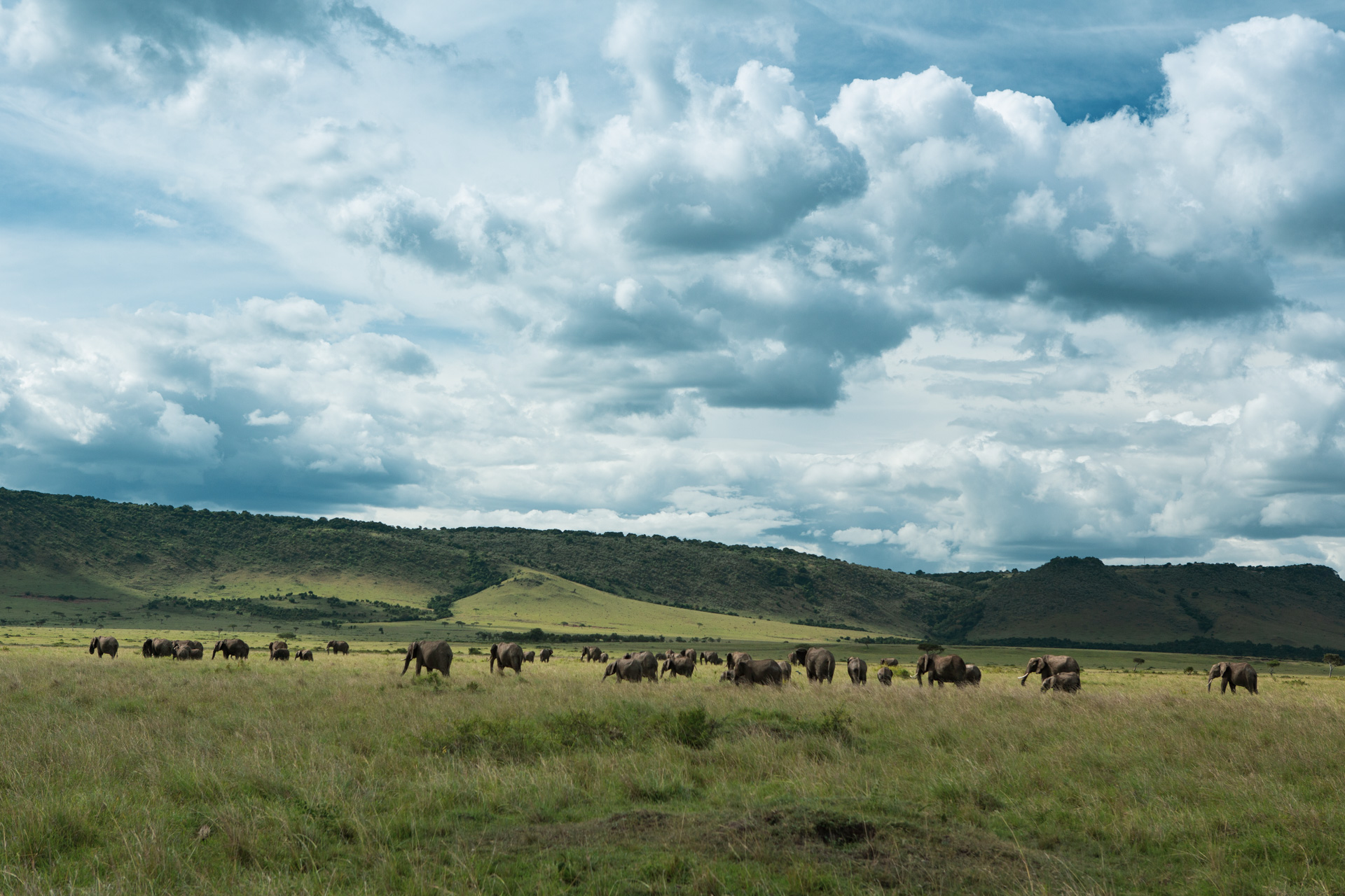 Elephant Herd