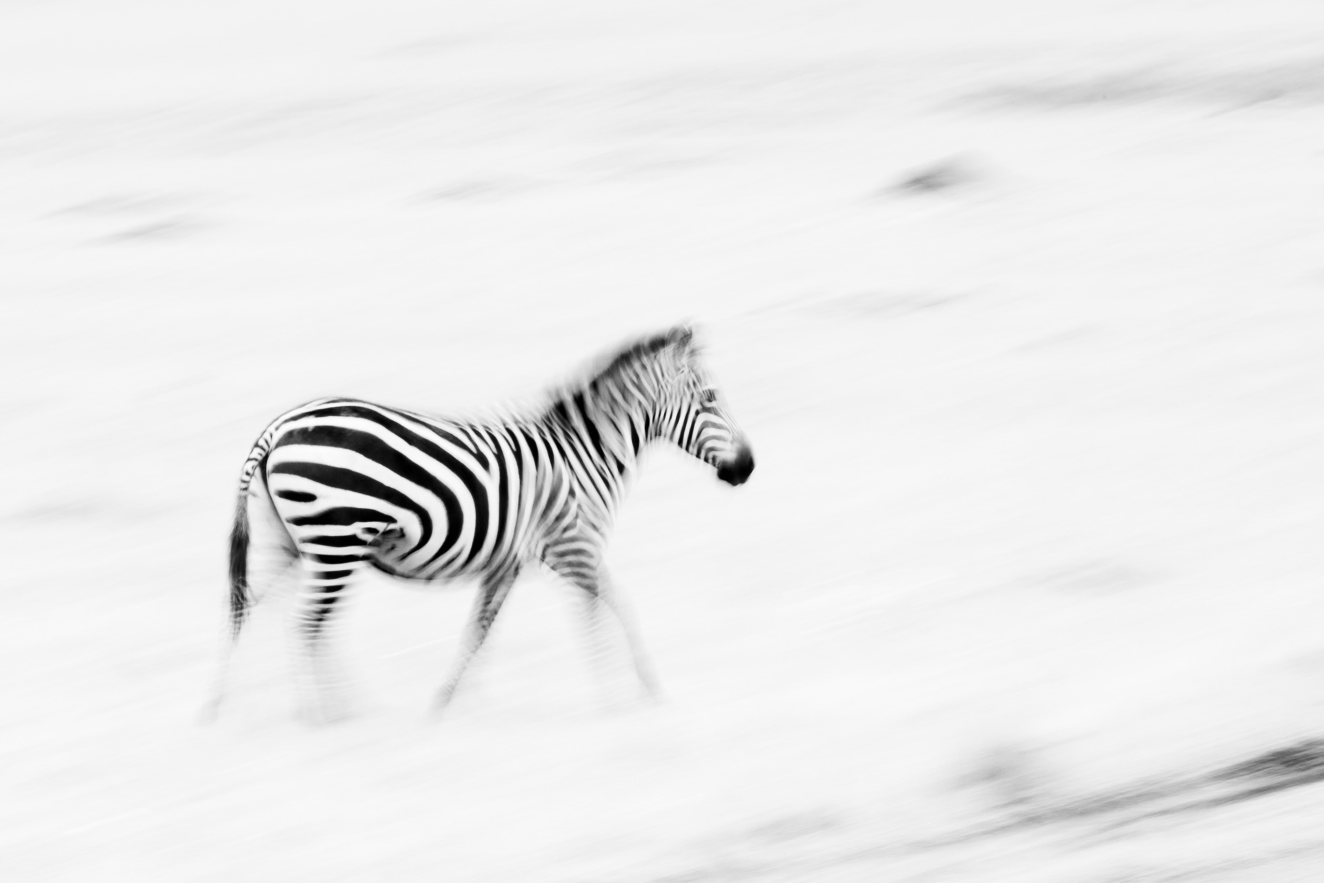 Zebra blur 