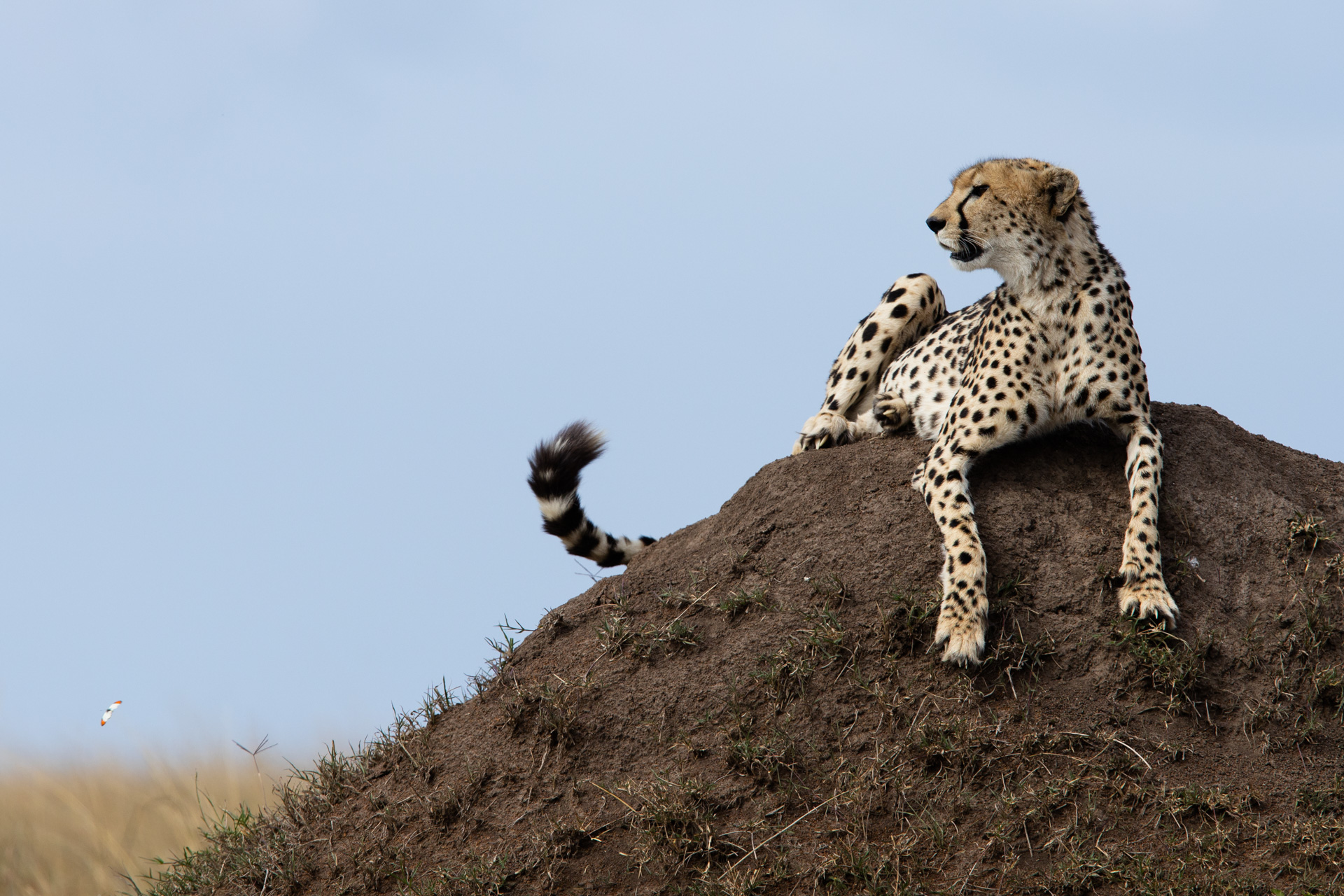 Cheetah Tail flick